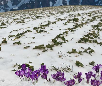 CROCUS