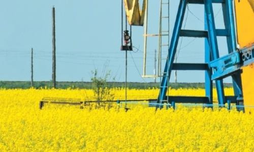 DOMINATOR - Perfect combination of disease resistances and winterhardiness