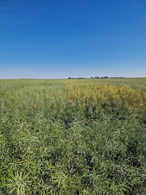 Standard variety on the left, Runner variety on the right (internal trial in Scanteia, Romania 21st of May 2024)