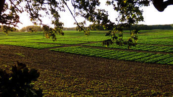 Modern rapeseed breeding is focused on the variety and its yield