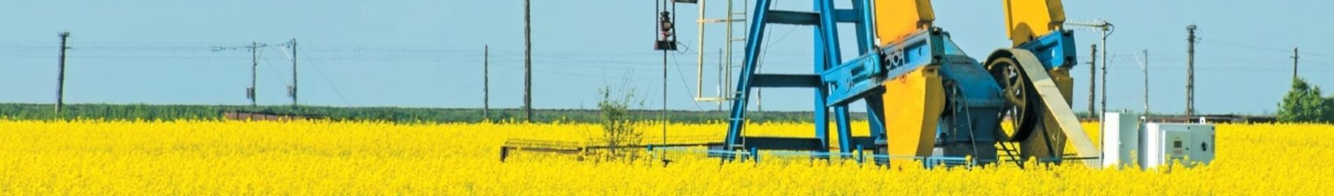 DOMINATOR - Perfect combination of disease resistances and winterhardiness