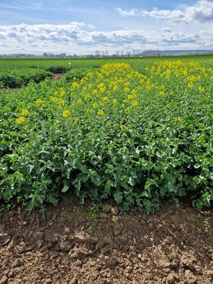 Runner variety (internal trial in Kujavy, Czech Republic, 3rd of April 2024)