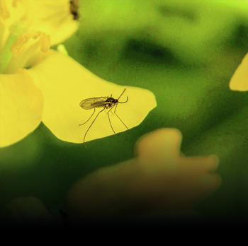 Brassica pod midge
