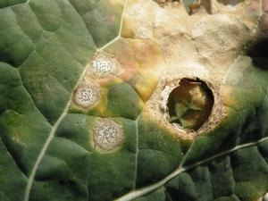 Phoma infected oilseedrape leaf