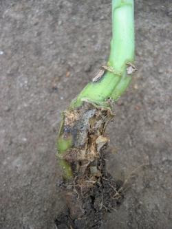 Phoma infected oilseedrape plant