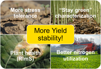 More Yield stability with varieties from RAPOOL