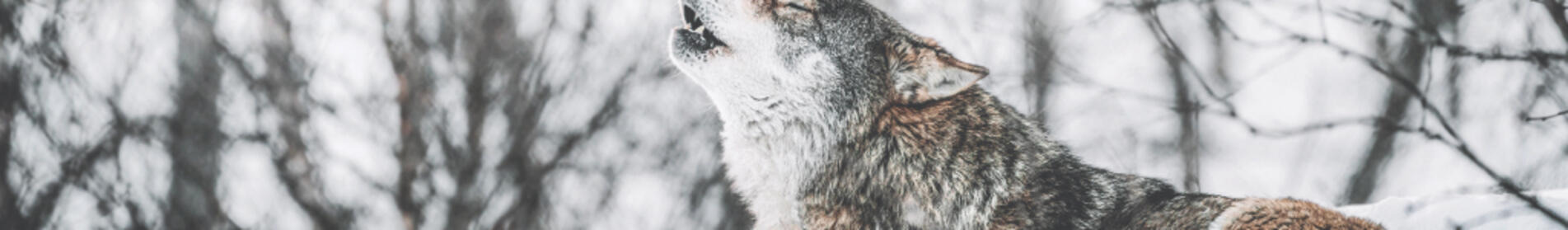 AKILAH - Farmer' tool for challenging rapeseed production