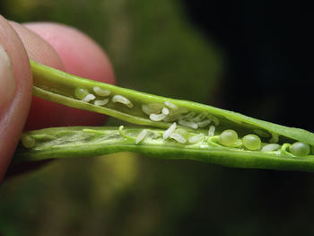 Up to 30 first white, later yellowish larvae/pod