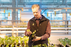 Dr. Carsten Oertel, head of the oilseed rape breeding department of RAPOOL/DSV
