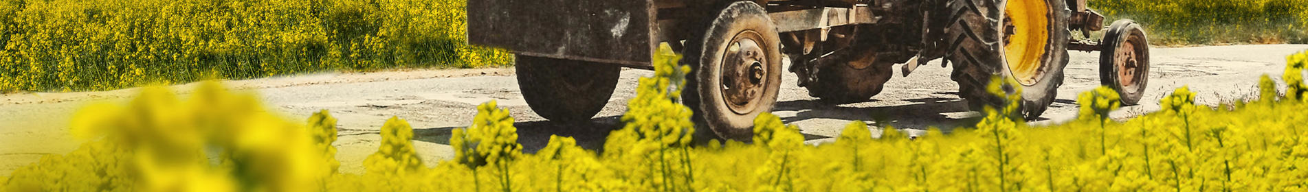 JUREK - Genetic for yield stability