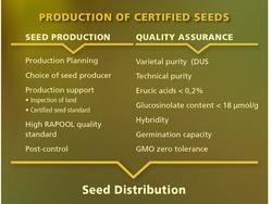 Production of certified seeds